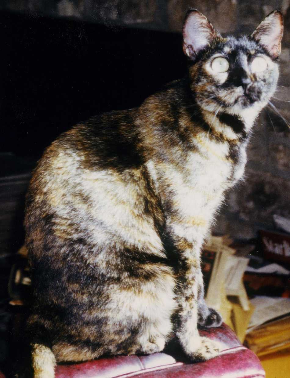 Portia (Tortise shell DSH): 1994-2001