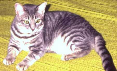 Rosalind (Tabby DSH)