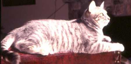 Rosalind (Tabby DSH): 1994-present